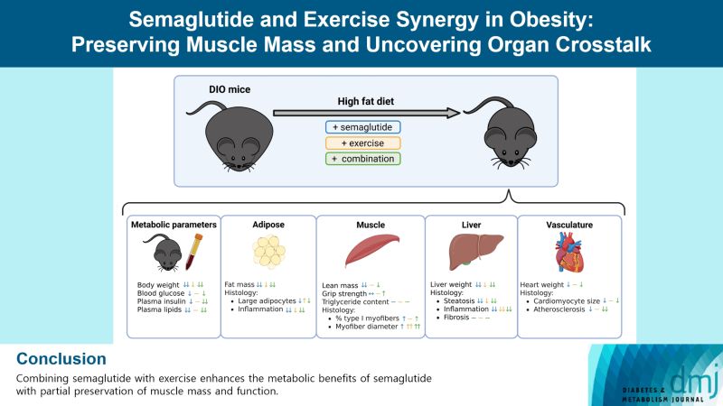 semaglutide muscle mass How and Tirzepatide Affect obesity #semaglutide #glp1 #exercise #metabolichealth