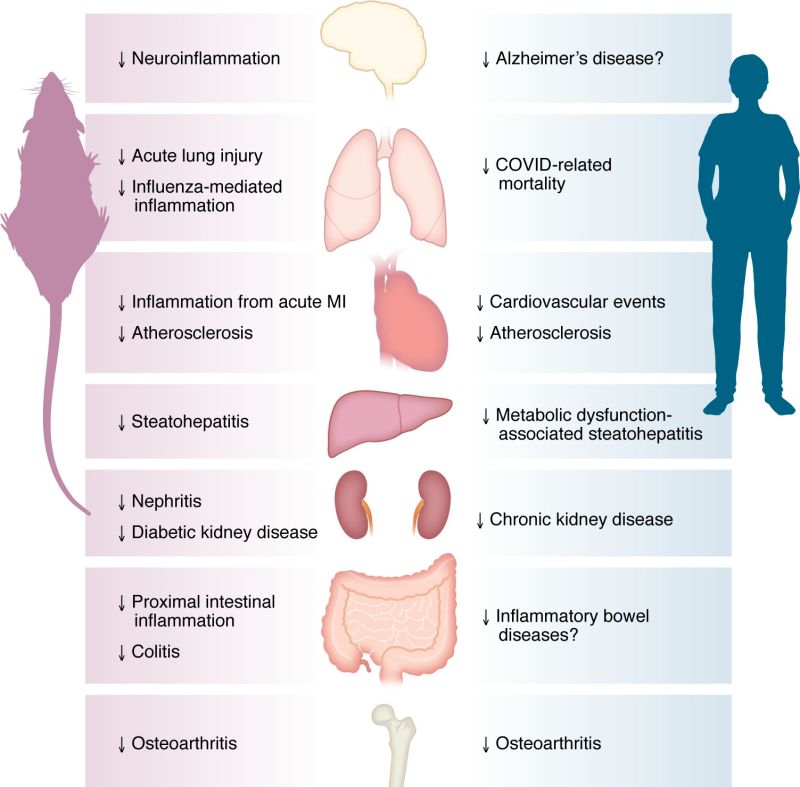 glp 1 and muscle pain Impact of Glp-1 Medications on Health