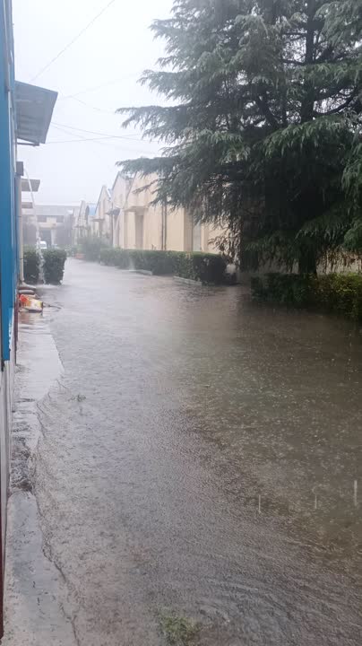 王正 on LinkedIn: It rained cats and dogs 王正 on LinkedIn: It rained cats and dogs