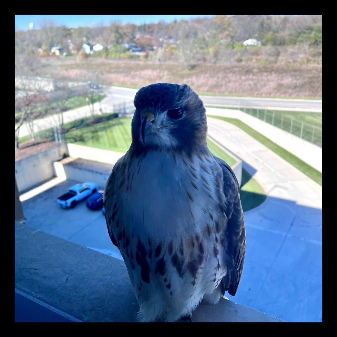 Christine Cody on LinkedIn: #thankfulthursday #judgechristinecody # Christine Cody on LinkedIn: #thankfulthursday #judgechristinecody #