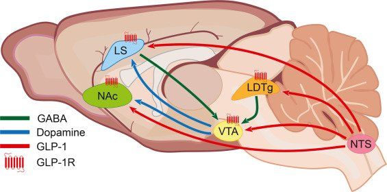 glp-1 agonist dopamine GLP-1s Like Ozempic May Be a New Treatment for Addiction glp 1 and dopamine Emerging