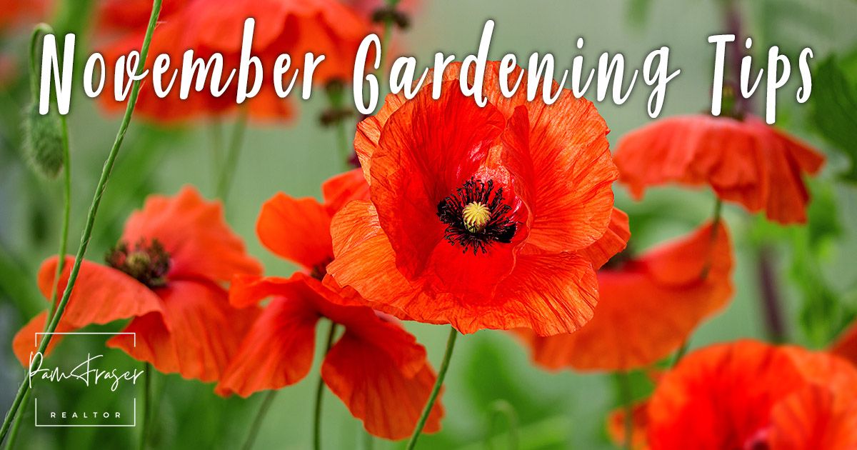Pam Fraser on LinkedIn: San Diego Gardens November 2024 Pam Fraser on LinkedIn: San Diego Gardens November 2024