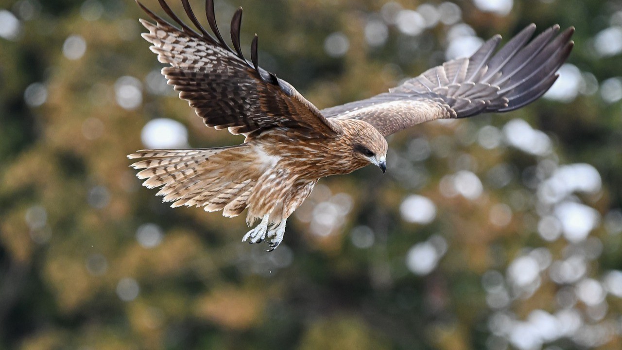 Tracking Animals Across the Globe: Technologies Applications and Benefits Tracking Animals Across the Globe: Technologies Applications and Benefits
