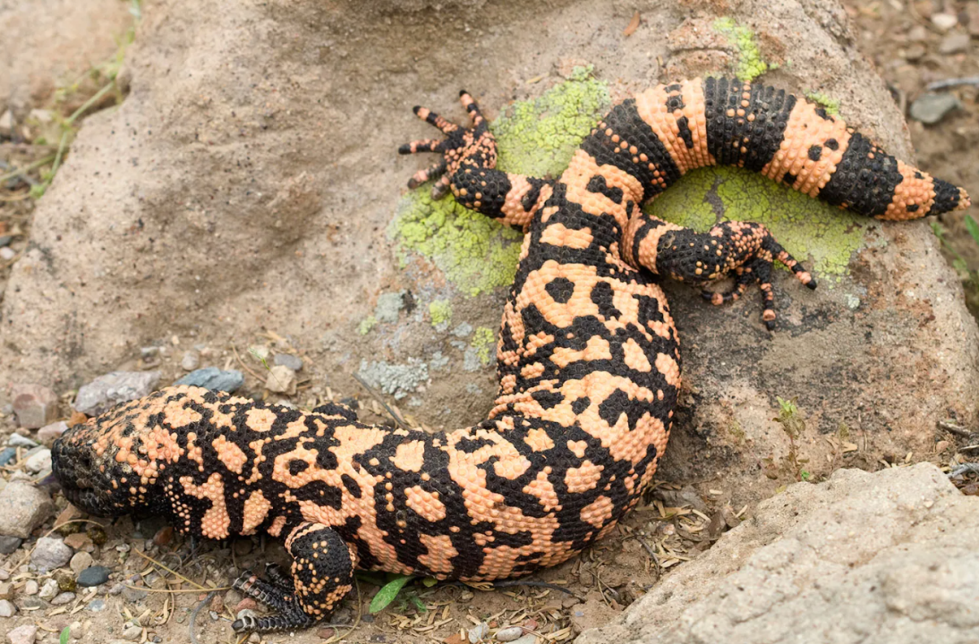 glp-1 gila monster Diabetes drug from venom Ozempic: How gila monster venom