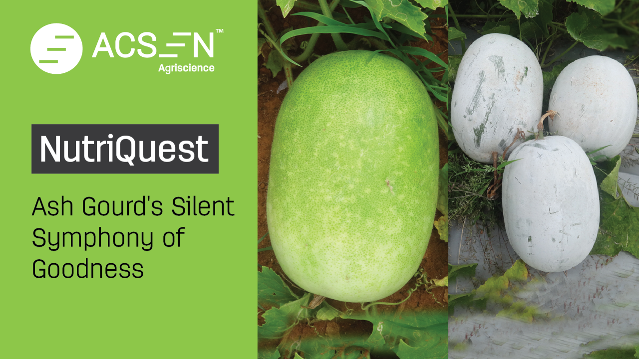 Is Ash Gourd the missing piece to your nutrition puzzle? Is Ash Gourd the missing piece to your nutrition puzzle?