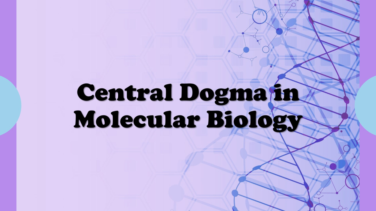 Central Dogma Central Dogma