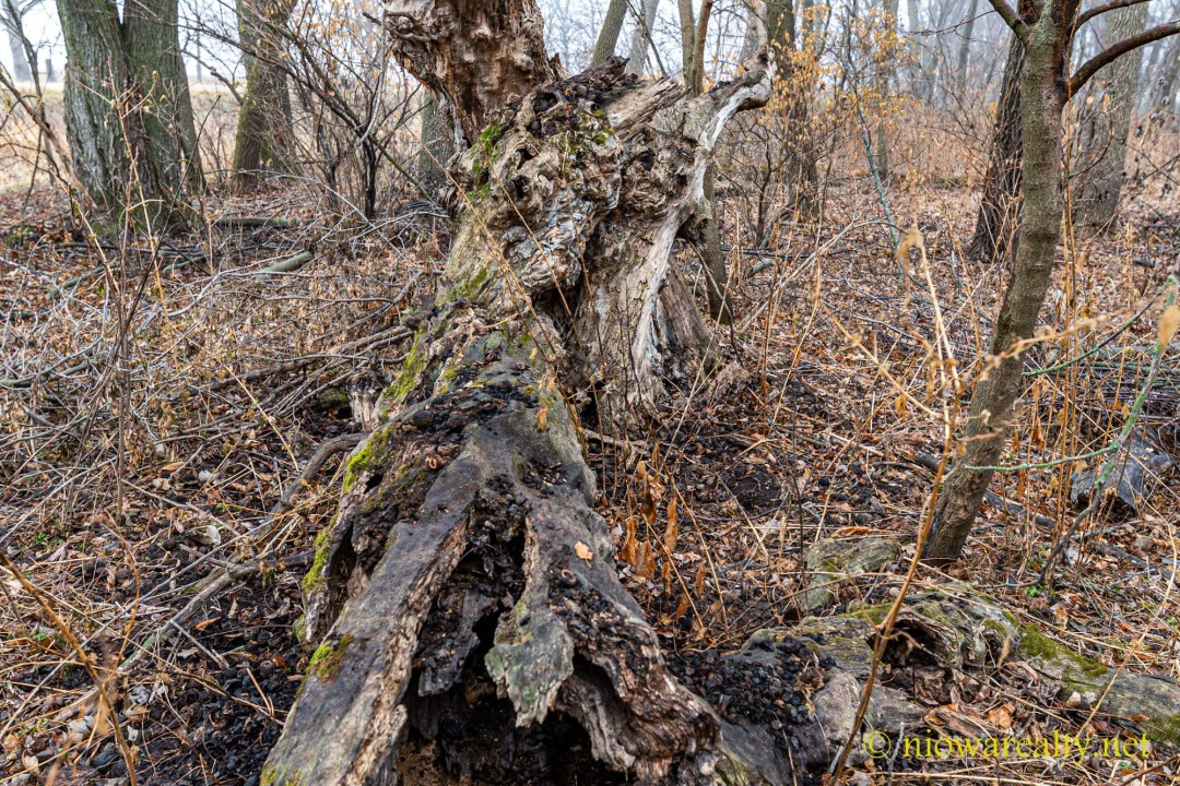 Obsequiously Climbing their Ladders Obsequiously Climbing their Ladders