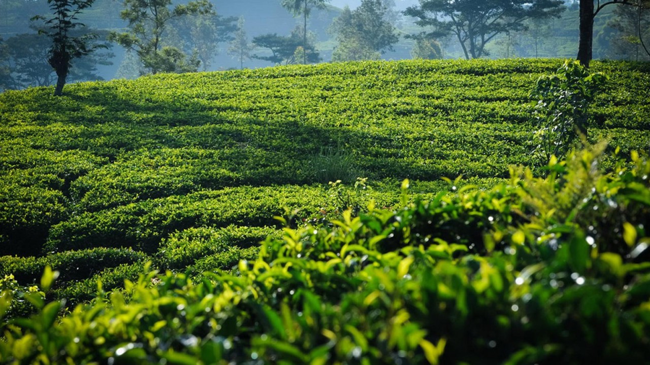 The Tea Industry in Sri Lanka