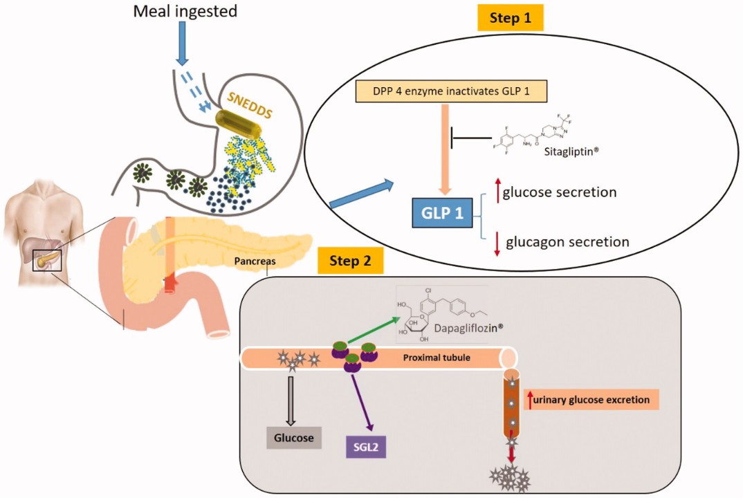 glp-1 dpp 4 combination Can DPP4 (Dipeptidyl Peptidase-4) inhibitors be taken with GLP1 (Glucagon-like peptide-1) agonists? Illustration of potential synergistic effects