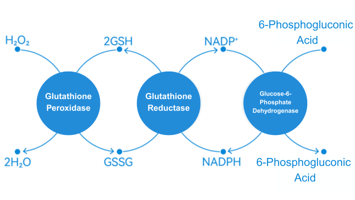Glutathione Reductase (GR)
