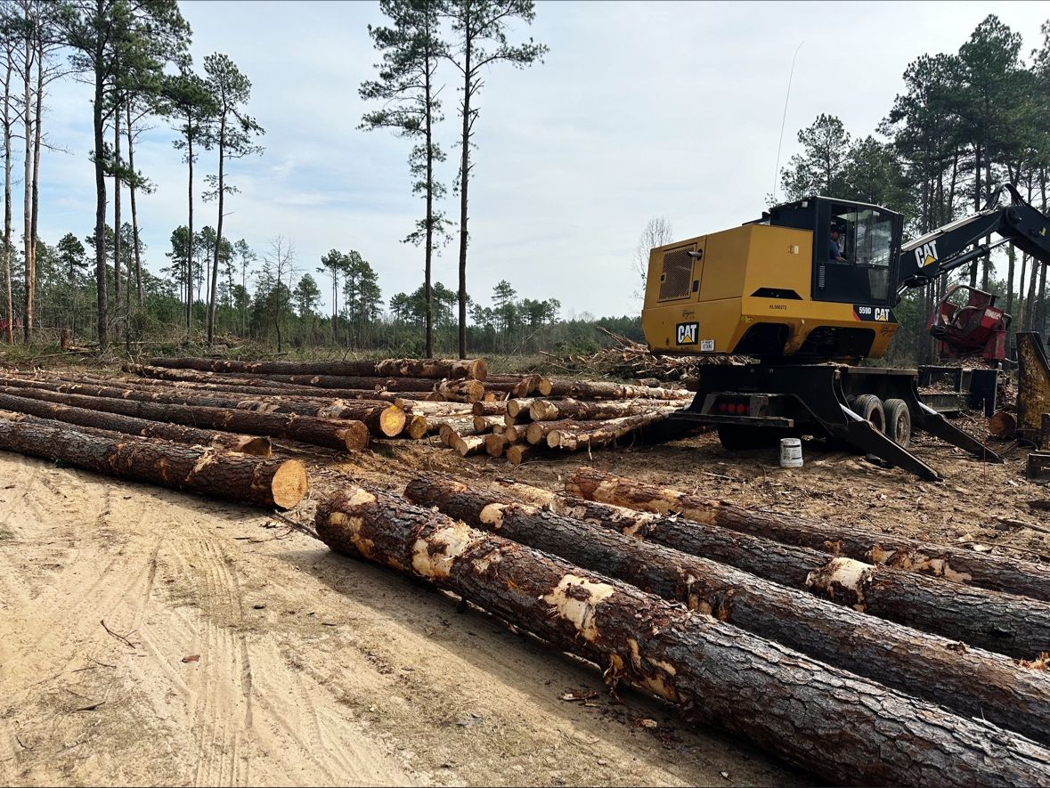Austin Morrison on LinkedIn: #sustainableforestry #reforestation Austin Morrison on LinkedIn: #sustainableforestry #reforestation