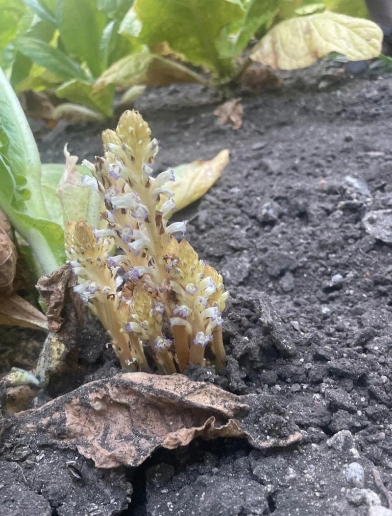 orobanche in tobacco How To Grow Orobanche ramosa