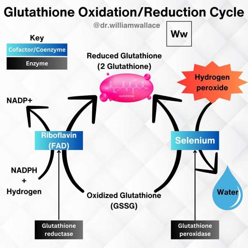 endogenous glutathione Glutathione-Activated Nucleic Acid Molecular Circuitry for Cell-Specific MicroRNA Imaging Source Naturals Reduced Glutathione Complex,