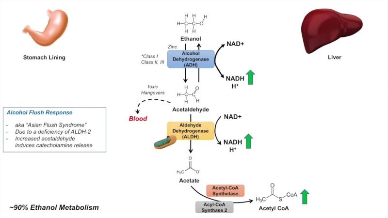 alcohol glutathione depletion and Recovery After Acute Ethanol Administration in the Aging Mouse Glutathione Benefits: The Master Antioxidant