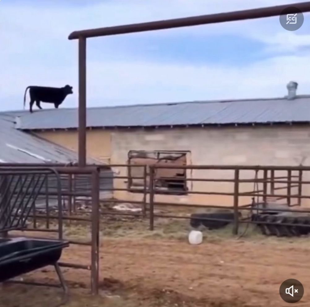 Colin Farmer on LinkedIn: Need help with this cow She has no clue how Colin Farmer on LinkedIn: Need help with this cow She has no clue how