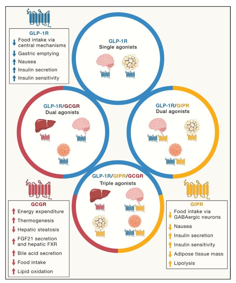 eric topol glp-1 We used to think that the benefit of drugs (like Ozempic) was dependent on weight loss. Now we know so many health benefits have little to do with that! The GLP-1 drugs are the