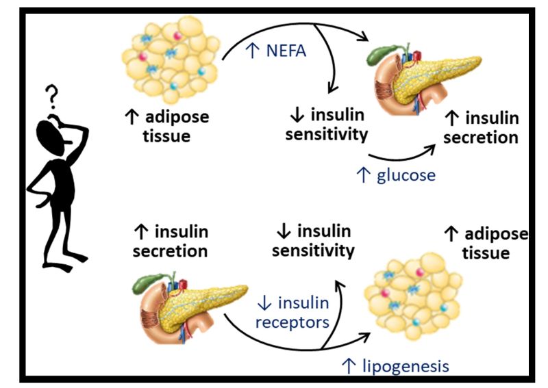 does ipamorelin raise blood sugar Make You Hungry? How to Burn Fat Without the Cravings What Causes Hyperinsulinemia? | Luigi
