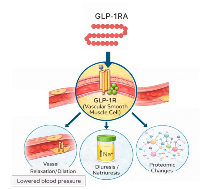 semaglutide lowers blood pressure GLP-1 and Low Pressure: Symptoms, Risks, and Management Unleashing the Power of Semaglutide: