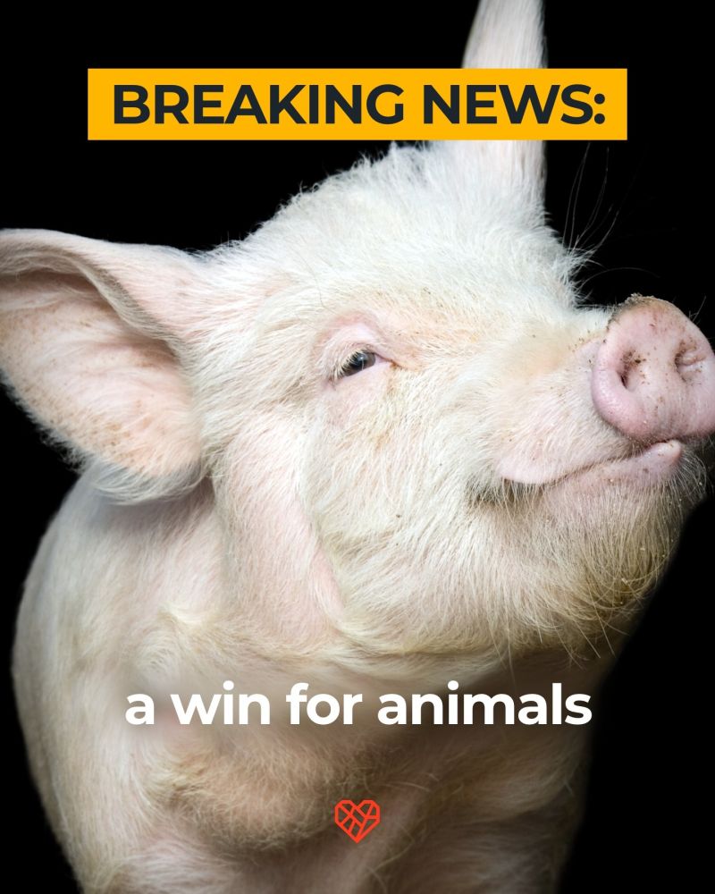 Cara Schwalbach on LinkedIn: Breaking news At 10:45am EST the Cara Schwalbach on LinkedIn: Breaking news At 10:45am EST the