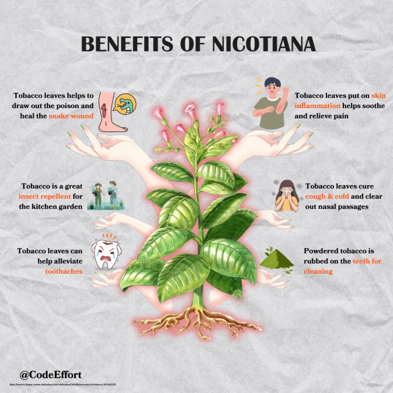 benefits of tobacco leaves Health of Nicotine?? The best solution for compressed