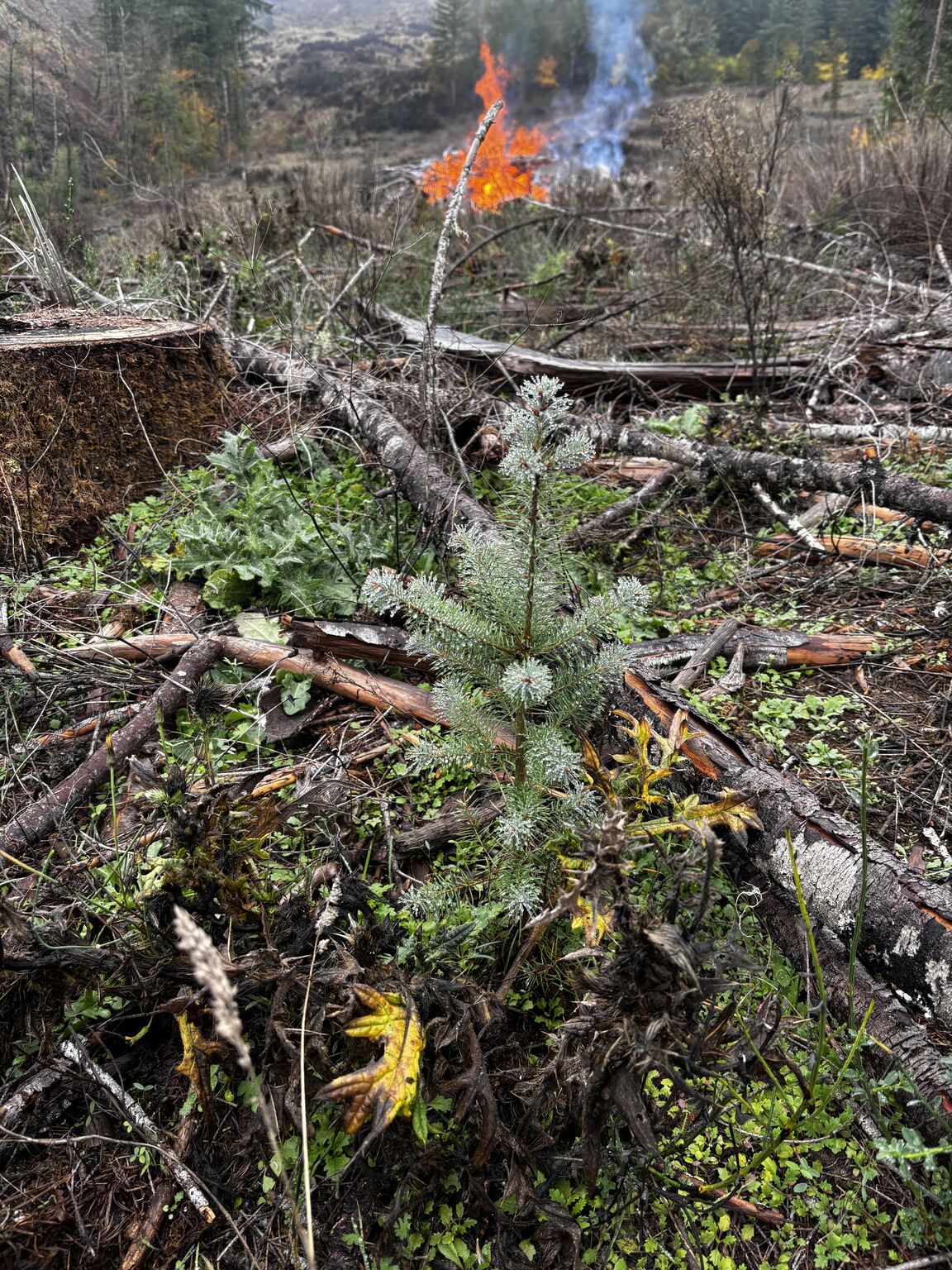 George H Severson on LinkedIn: As a reforestation professional I #39 ve George H Severson on LinkedIn: As a reforestation professional I #39 ve