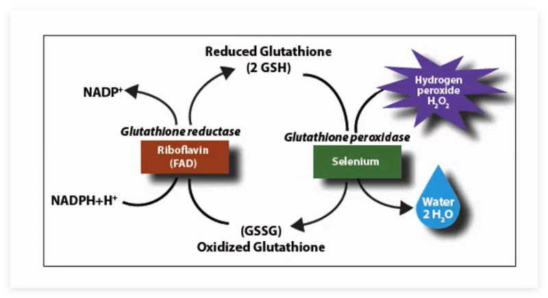 oxidized glutathione buffer Quantitation of and reduced in plasma by micellar electrokinetic capillary electrophoresis transferase (GST) tag Total glutathione / Oxidized glutathione oxidized is the oxidised dimeric form of glutathione that takes part in the bodys detoxification mechanisms reduced vs oxidized glutathione How